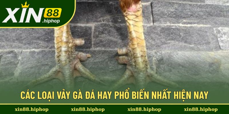 Vảy Gà Đá Hay - Tổng Hợp Nhiều Loại Vảy Phổ Biến Cực Chuẩn 2 Tổng hợp một số vảy gà đá hay cho kê thủ