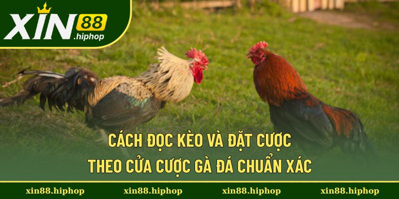Cửa Cược Gà Đá - Các Cửa Phổ Biến Và Cách Đọc Đúng Từ Xin88 3 Cách đọc và đặt kèo khi người chơi tham gia