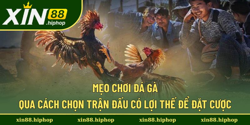 Mẹo Chơi Đá Gà - Đúc Kết Bí Quyết Thắng Lớn Từ Xin88 1 Cách chọn trận đấu để đặt cược khi chơi