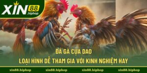 Đá Gà Cựa Dao - Luật Chơi Và Kinh Nghiệm Dành Cho Kê Thủ