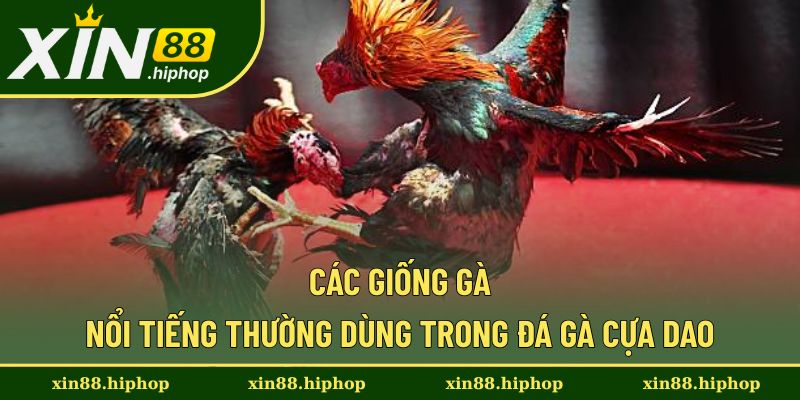 Đá Gà Cựa Dao - Loại Hình Dễ Tham Gia Với Kinh Nghiệm Hay 1 Một số giống gà được dùng trong chiến đấu
