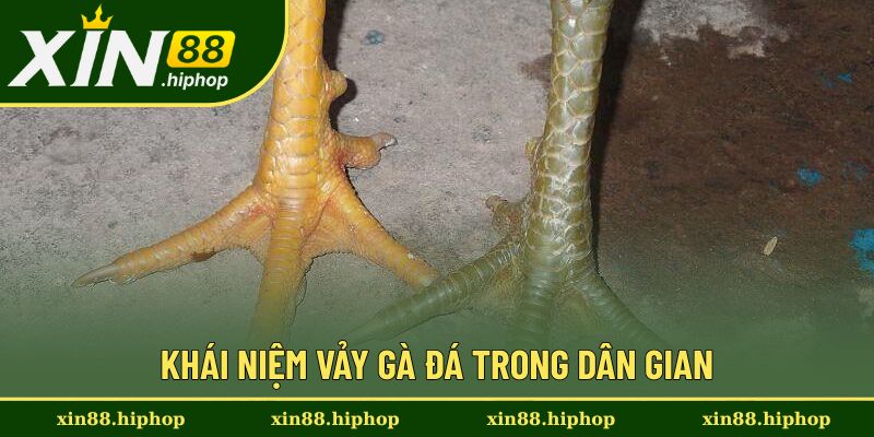 Vảy Gà Đá Hay - Tổng Hợp Nhiều Loại Vảy Phổ Biến Cực Chuẩn 1 Hiểu rõ khái niệm của vảy gà