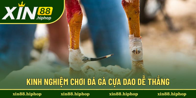 Đá Gà Cựa Dao - Loại Hình Dễ Tham Gia Với Kinh Nghiệm Hay 2 Trang bị những kinh nghiệm hay từ cao thủ