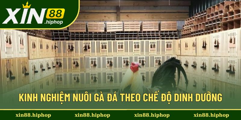Kinh nghiệm nuôi gà đá theo dinh dưỡng chuẩn