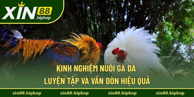 Cách luyện tập và vần đòn theo kinh nghiệm hay