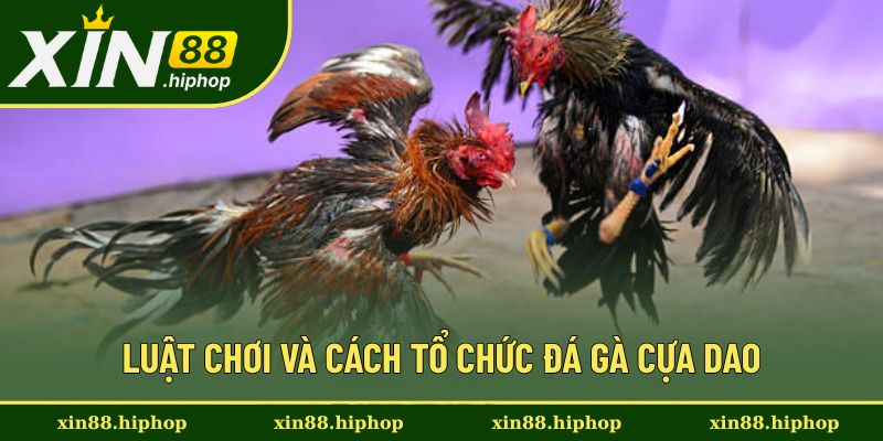 Giới thiệu luật chơi đá gà cựa dao hiện nay Giới thiệu luật chơi đá gà cựa dao hiện nay