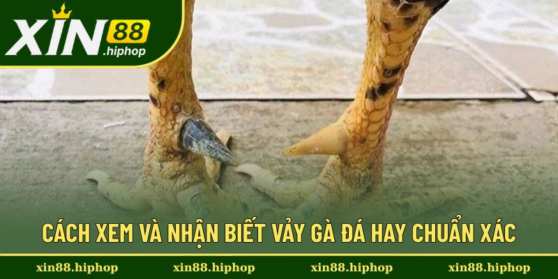 Vảy Gà Đá Hay - Tổng Hợp Nhiều Loại Vảy Phổ Biến Cực Chuẩn 3 Cách nhận biết chuẩn về các chiến kê có vảy hiếm