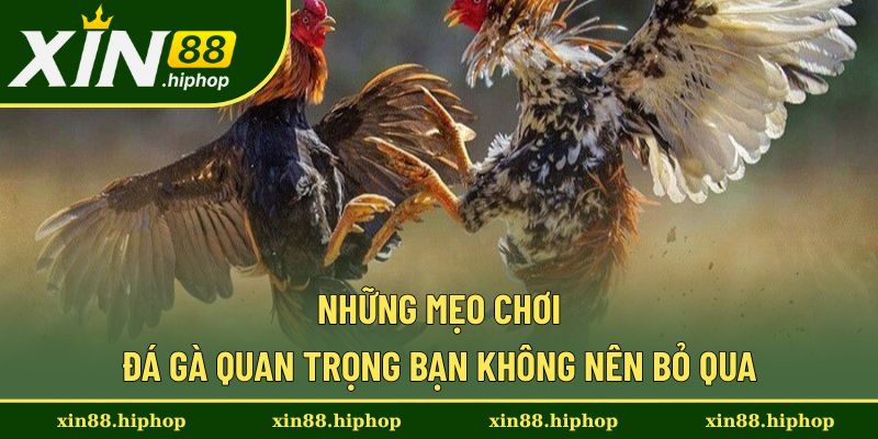 Những mẹo chơi đá gà quan trọng từ cao thủ Những mẹo chơi đá gà quan trọng từ cao thủ